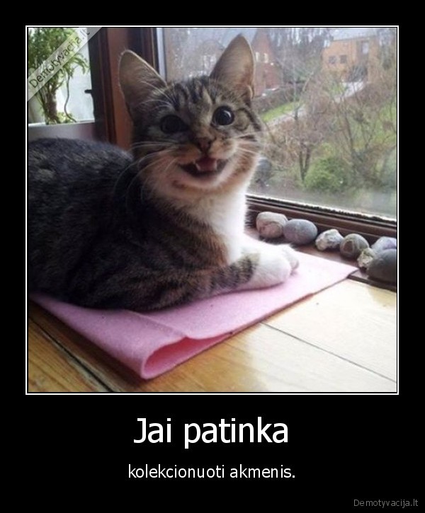 kate,katinas,akmuo