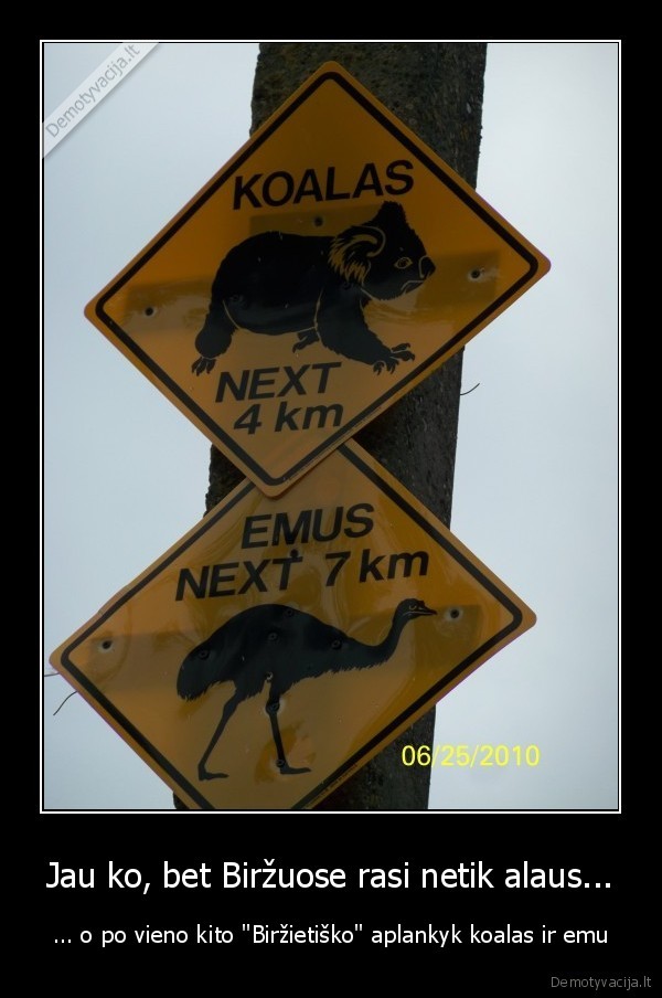 birzai,alus,gyvunai,zenklai,kelio,koala,koalos,strutis,struciai