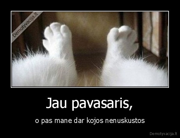 kojos,katinas