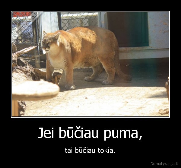 puma,stora