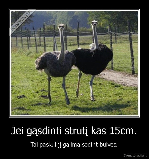 strutis,gasdinti,galva