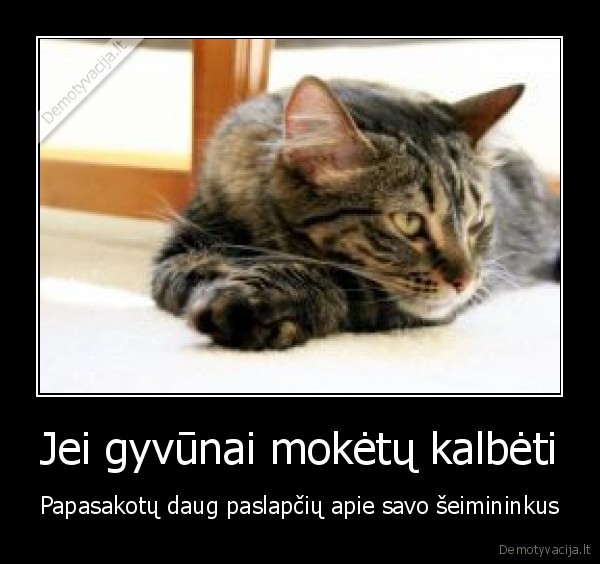 gyvunai, protingi