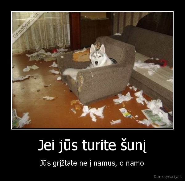 Jei jūs turite šunį