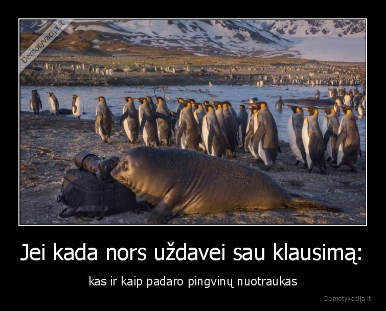 pingvinai,nuotrauka,fotografas