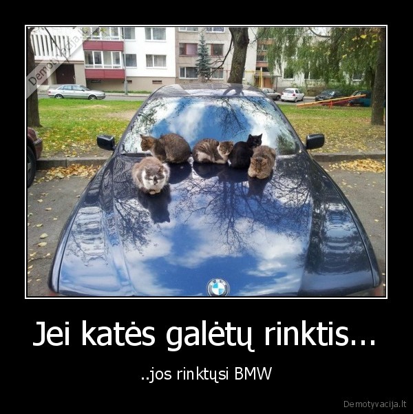 Jei katės galėtų rinktis...