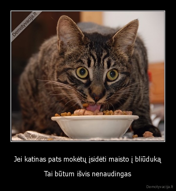 katinas,maistas