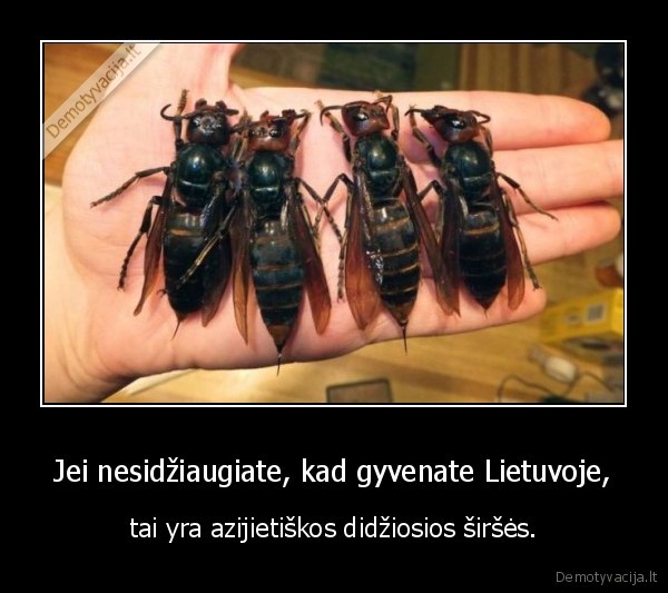 lietuva,sirses,azija