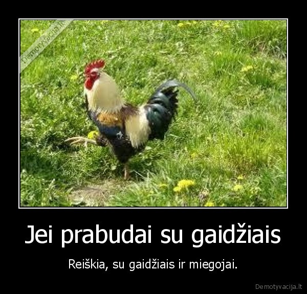 Jei prabudai su gaidžiais