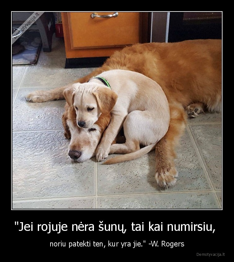 rojus,sunys,suo