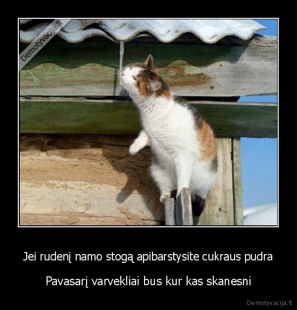 varvekliai,cukrus,ziema