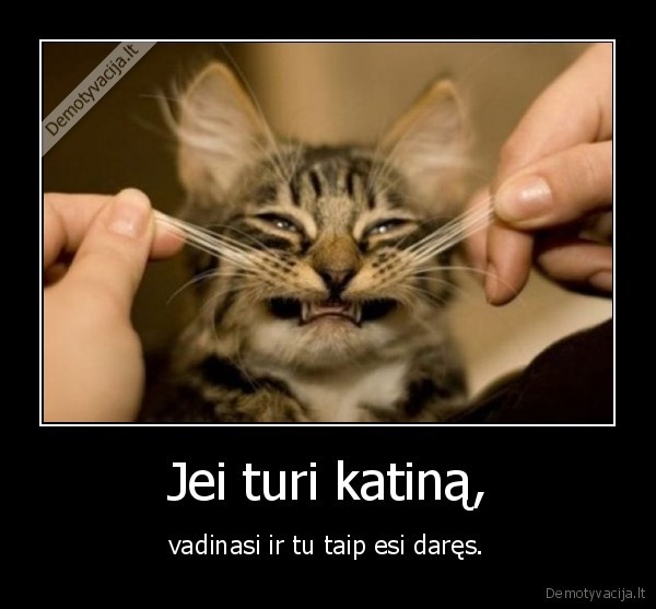 Jei turi katiną,