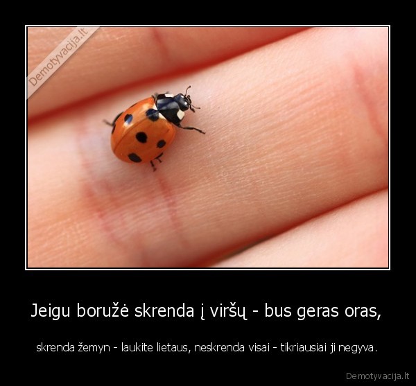 Jeigu boružė skrenda į viršų - bus geras oras,