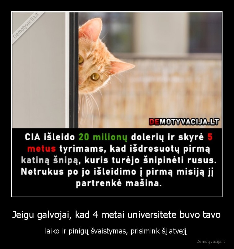 cia,katinas,snipas,svaistymas