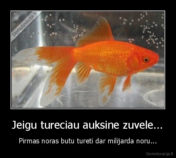 Jeigu tureciau auksine zuvele...