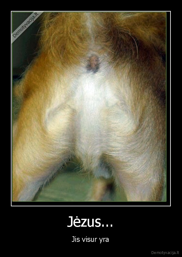 jezus, net, sunio, siknoj