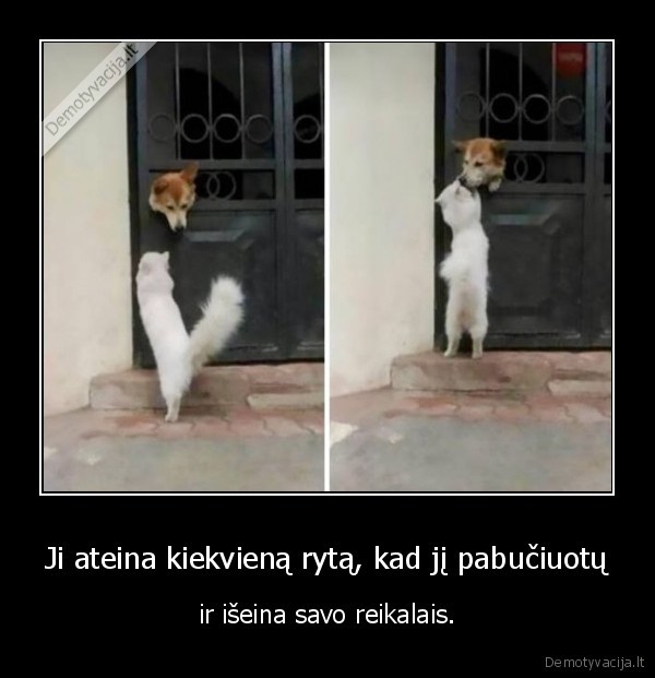 kate,suo,bucinys