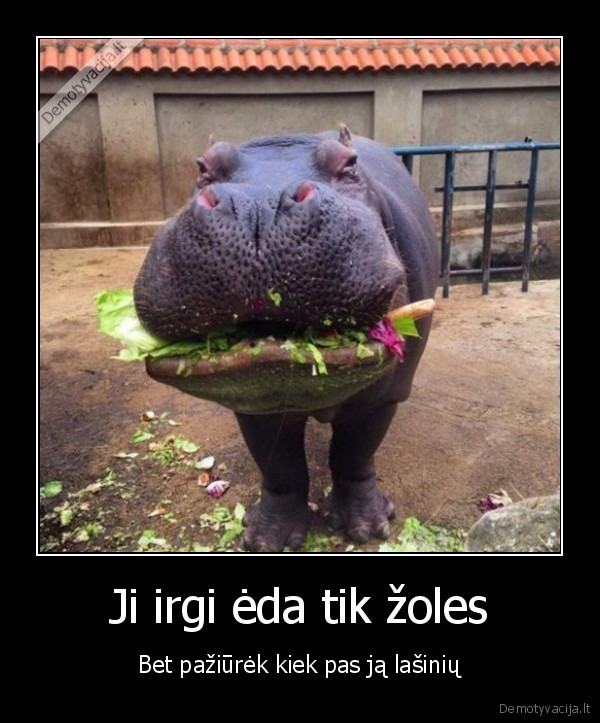vegetarai,storumas,hipopotamas