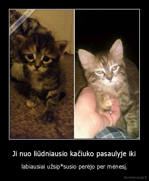 kaciukas,liudnas,piktas