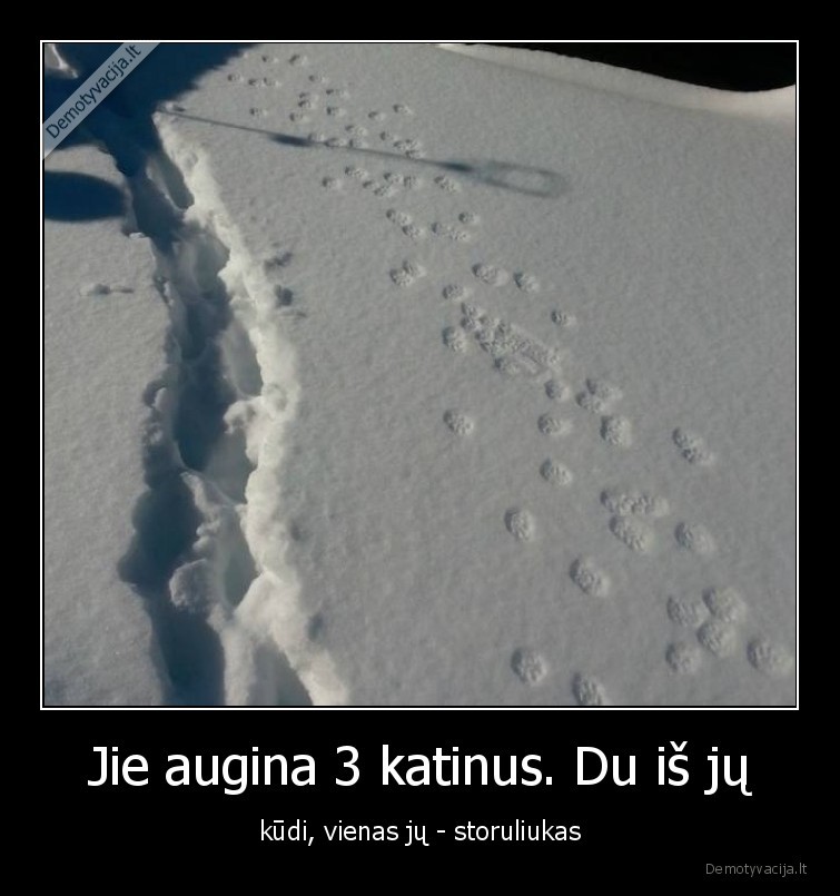 katinai,kates,gyvunai,augintiniai,storuliukas