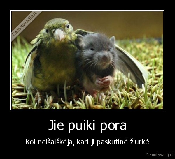 Jie puiki pora