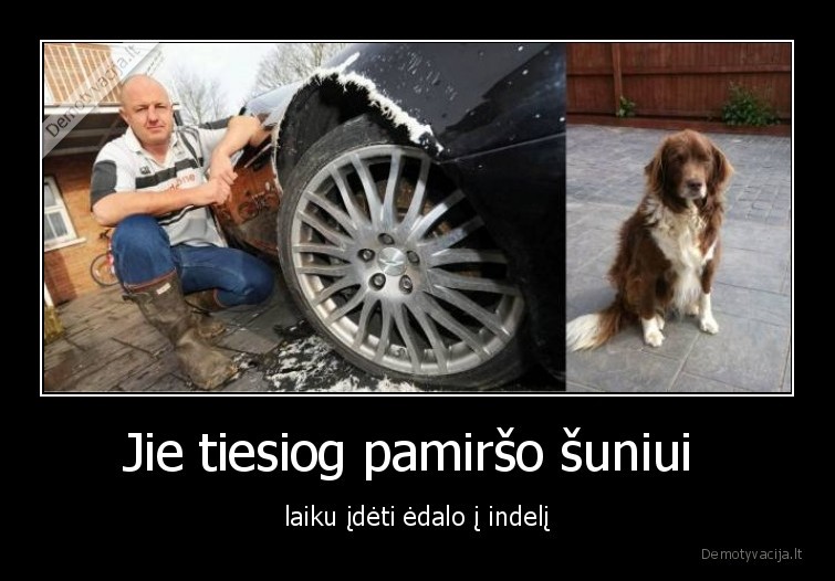 sunys,suo,augintiniai,gyvunai,edalas,indelis