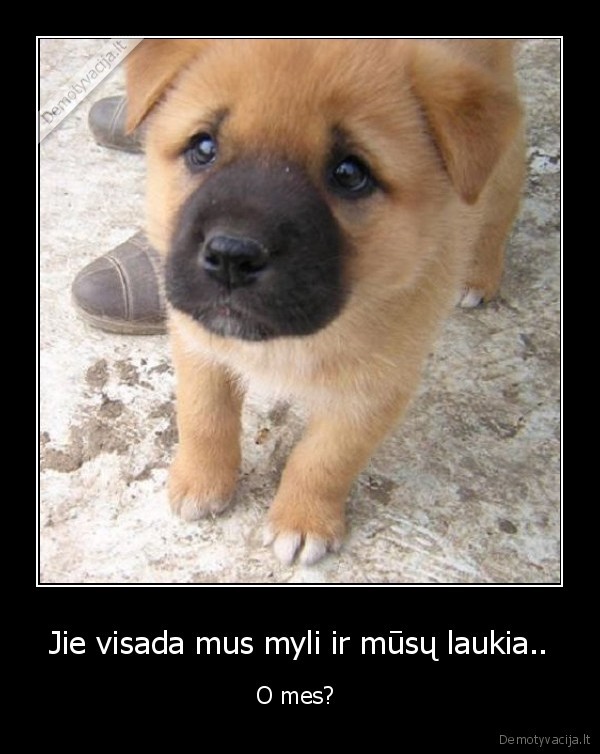suniukas,gyvunai
