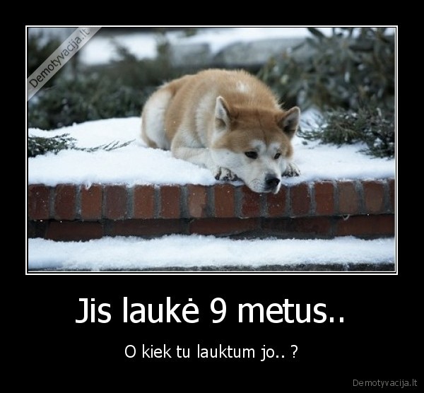 hachiko, filmas, tikra, istorija