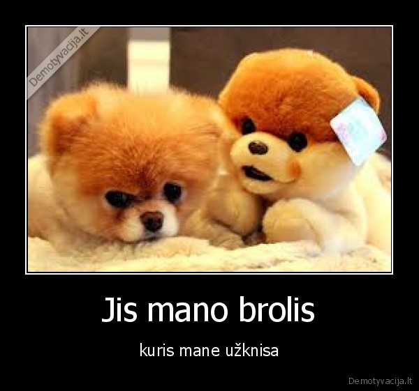 pliusinis, suo,suo