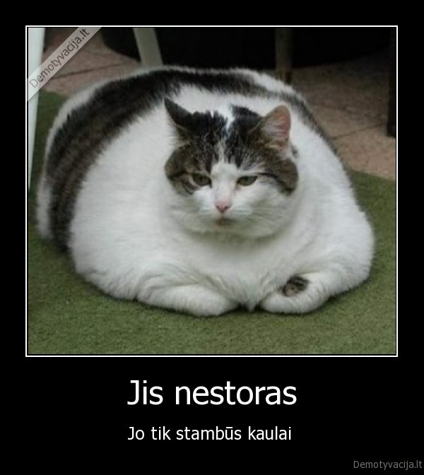 katinas., svoris