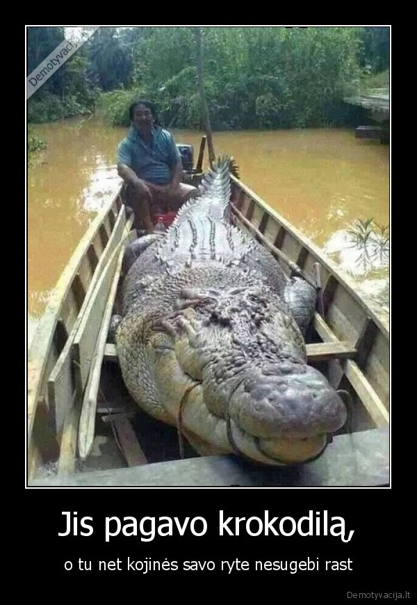 kojine,krokodilas