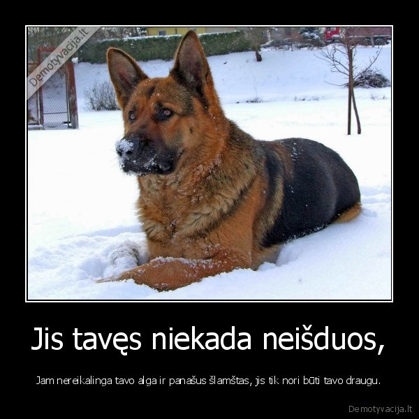 suo,istikimybe