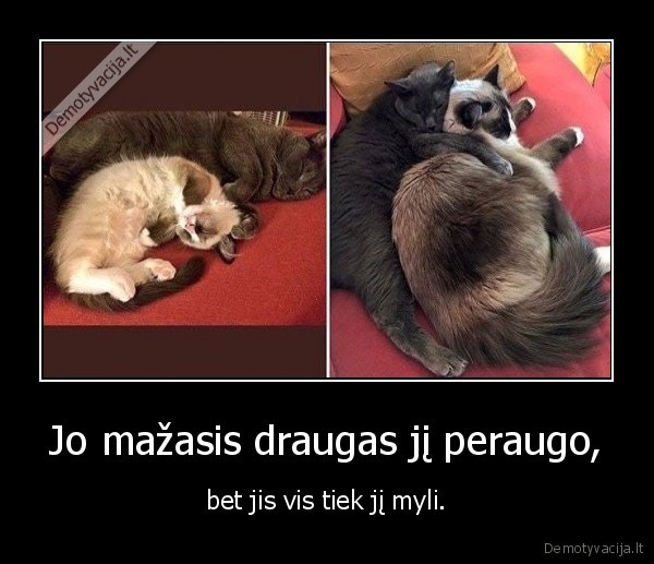 kate,katinas,kaciukas,draugas