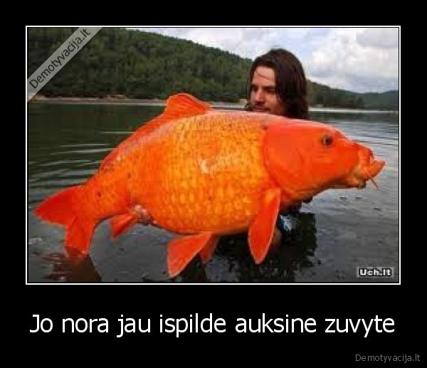 Jo nora jau ispilde auksine zuvyte