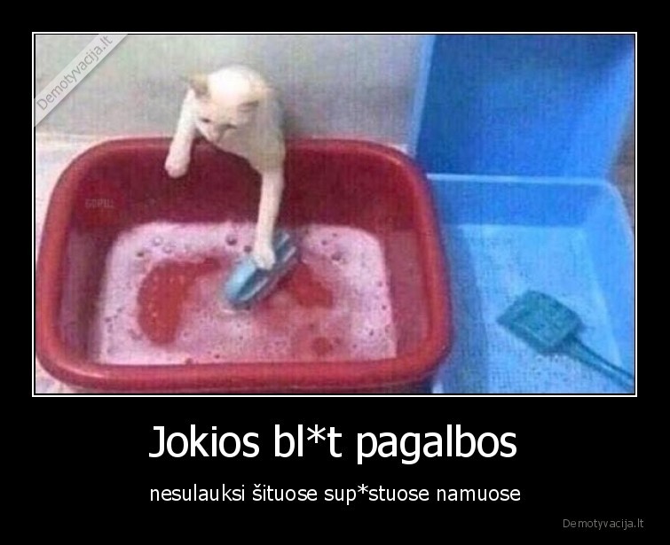 pagalba,tvarkymas,katinas,buitekas,buitis