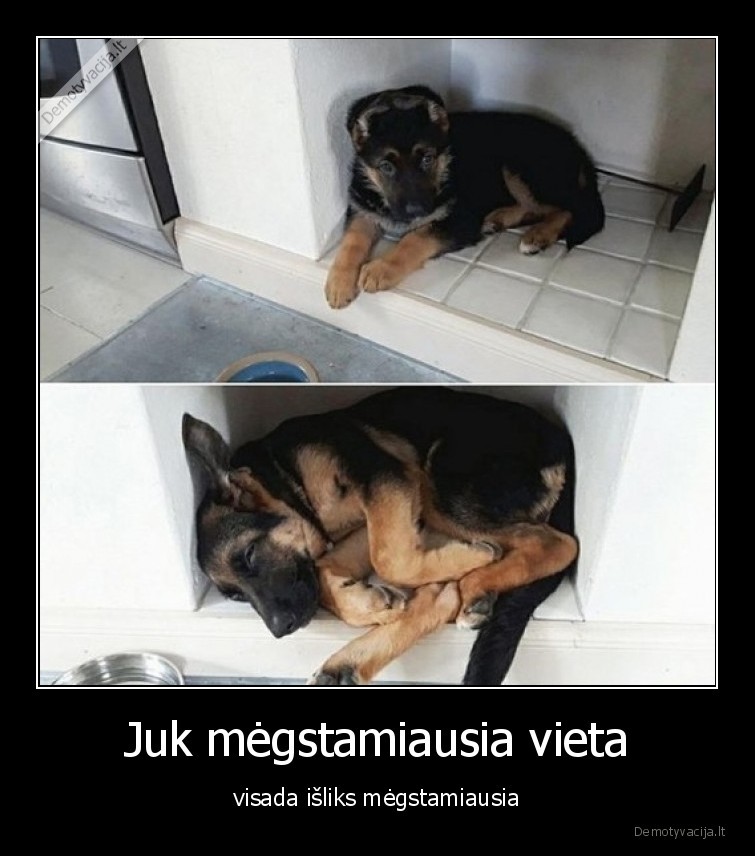 suo,suniukas,vieta,megstamiausia
