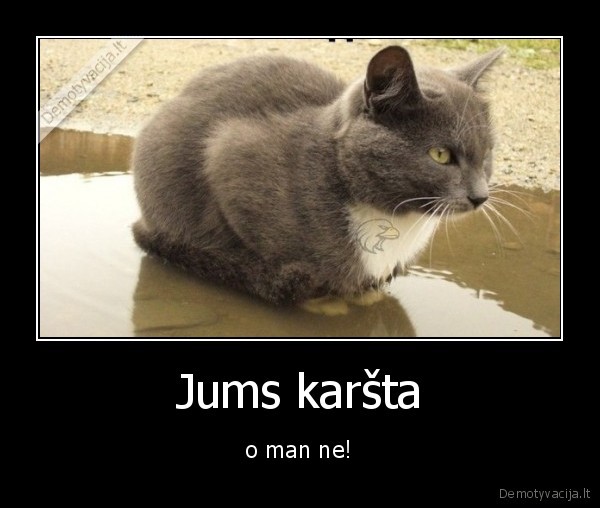 katinas,bala,karsta