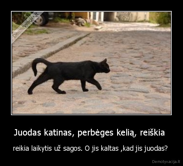 Juodas katinas, perbėges kelią, reiškia 