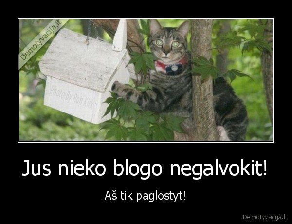 katinas,paukstis