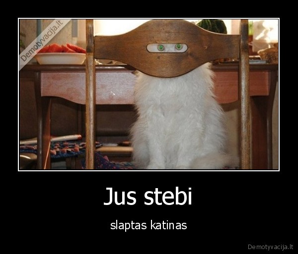 Jus stebi