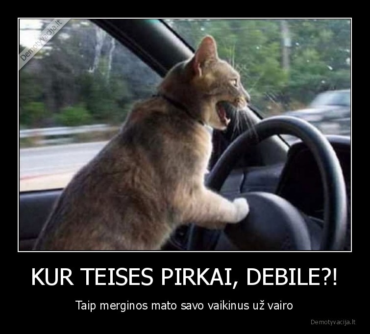 merginos,vaikinai,katinelis,uz, vairo,vairuoja