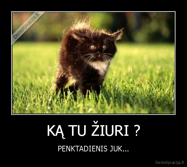 KĄ TU ŽIURI ?