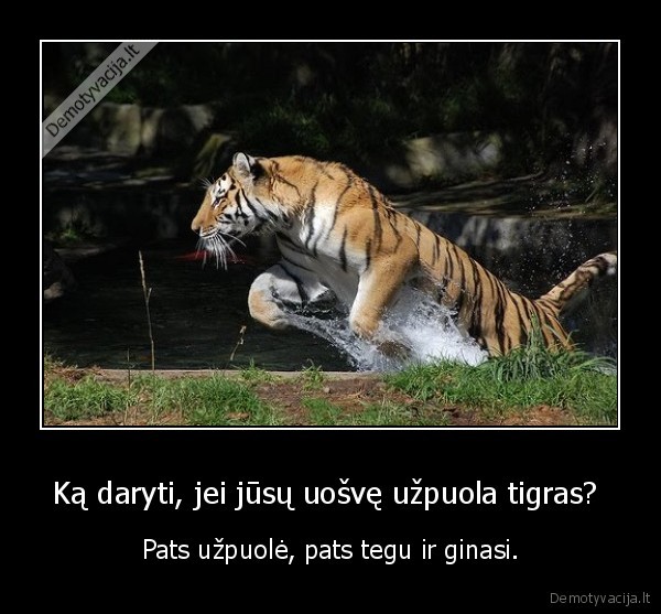 Ką daryti, jei jūsų uošvę užpuola tigras? 