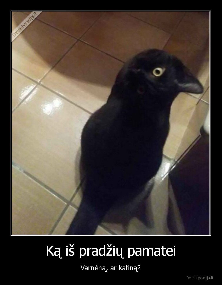 varnenas,katinas