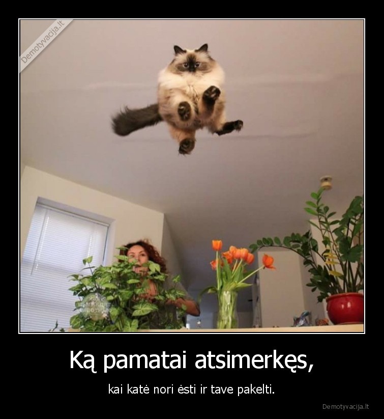kate,katinas,alkis