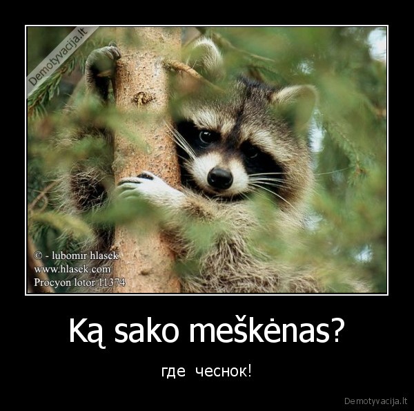 Ką sako meškėnas?