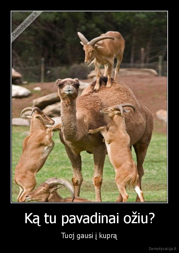 Ką tu pavadinai ožiu?