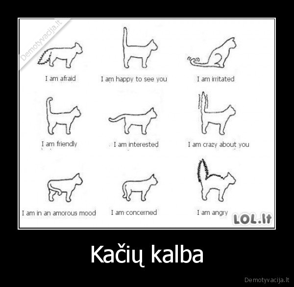 Kačių kalba