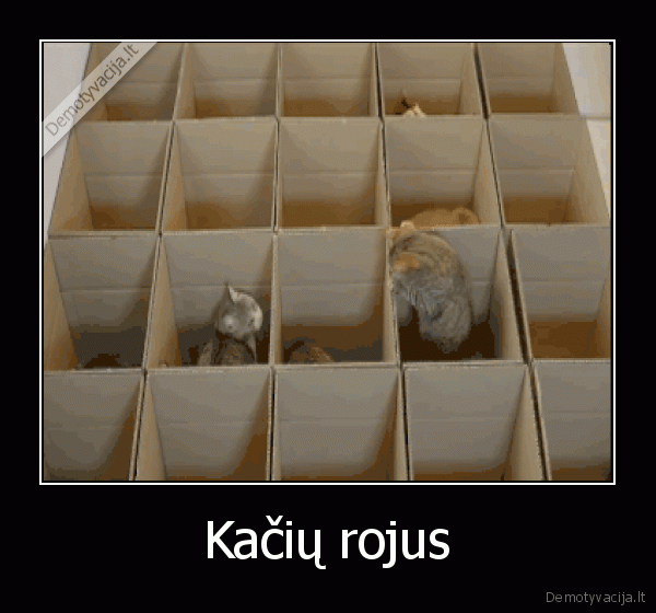 kates, dezese,kaciukai, zidzia