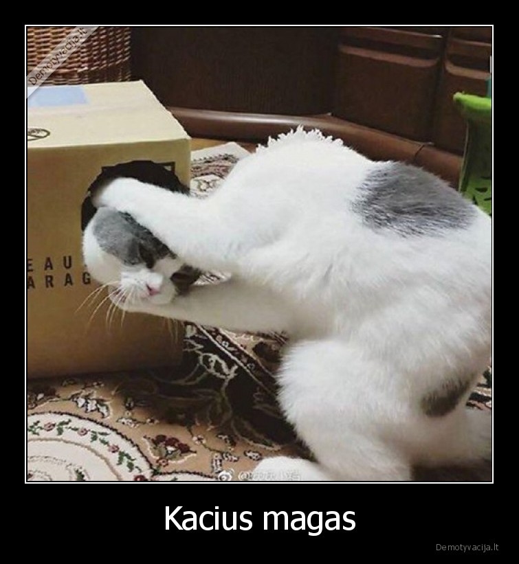 magija,katinas