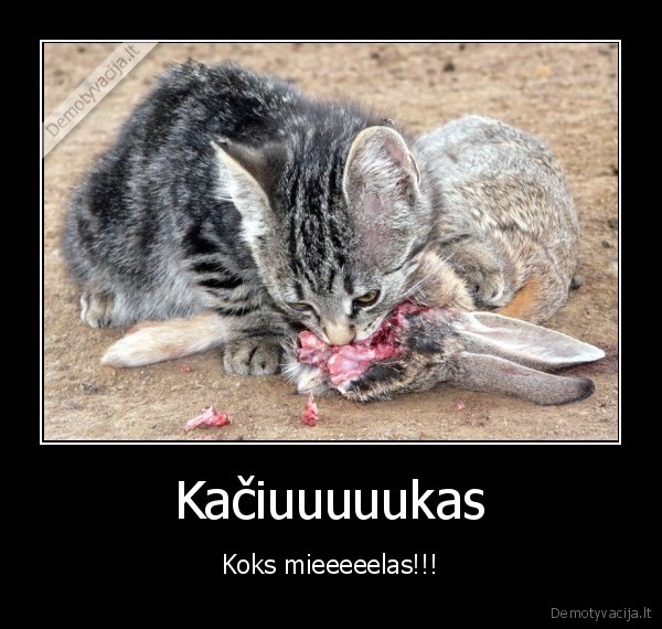 Kačiuuuuukas
